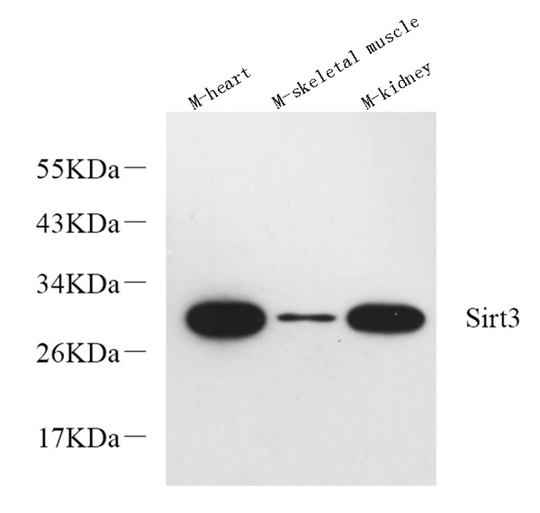 SIRT3 Polyclonal Antibody (E-AB-70222)