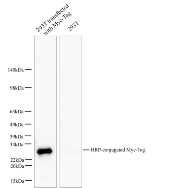 HRP-conjugated Myc-Tag Monoclonal Antibody (AN00300HP)