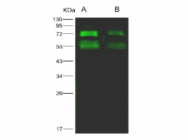 Anti-MERS-CoV Spike Protein S2 Monoclonal Antibody (E-AB-V1299)