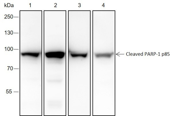 Recombinant Cleaved PARP1 p85 Monoclonal Antibody (AN301495L)