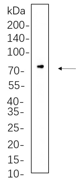 Recombinant Raf-1 Monoclonal Antibody (AN300664L)