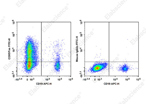 FITC Anti-Human CD95/Fas Antibody[HFE7A/APO] (E-AB-F1379C)