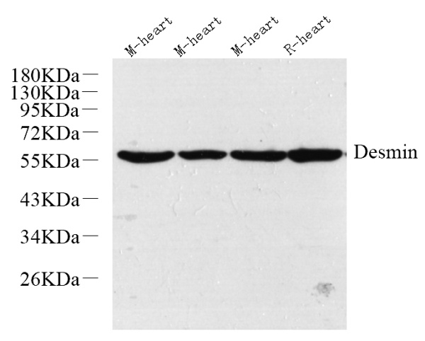 Desmin Polyclonal Antibody (E-AB-70179)