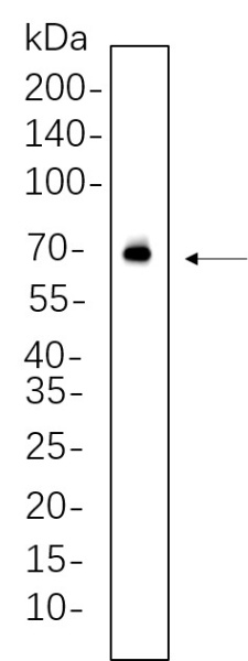Recombinant AIFM1 Monoclonal Antibody (AN300718L)