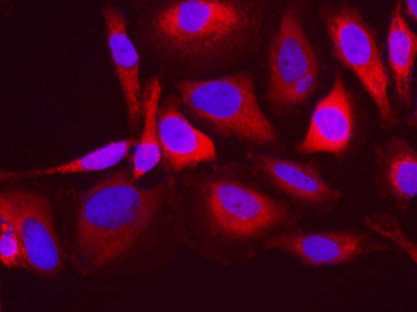 Elab Fluor® 594-conjugated Vinculin Monoclonal Antibody (AN00297Y)