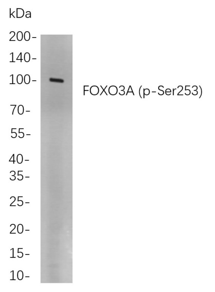 Recombinant Phospho-FOXO3A (Ser253) Monoclonal Antibody (AN301011L)
