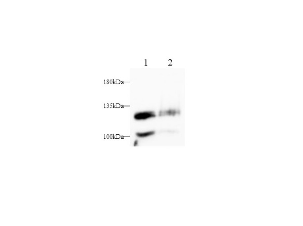 CD146/MCAM Polyclonal Antibody (D-AB-10421L)