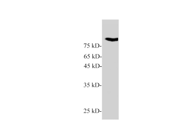 Gelsolin Polyclonal Antibody (E-AB-40539)