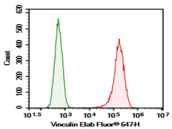 Elab Fluor® 647-conjugated Vinculin Monoclonal Antibody (AN00297M)