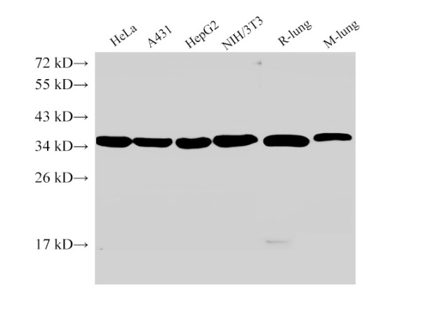 ANXA5 Polyclonal Antibody (E-AB-40386)