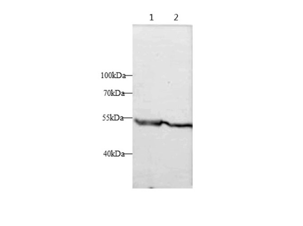 HTRA1 Polyclonal Antibody (D-AB-10103L)