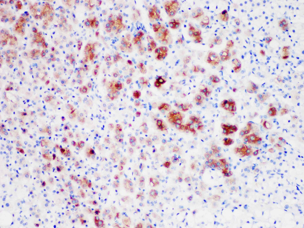 Inhibin alpha Monoclonal Antibody (ELAB6931-M)