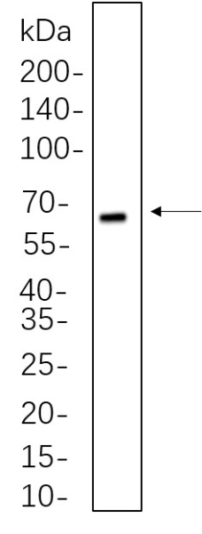 Recombinant cGAS Monoclonal Antibody (AN300684L)
