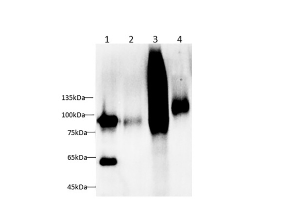 VCAM1/CD106 Polyclonal Antibody (AN007260L)
