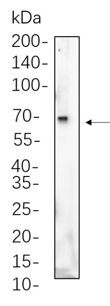 Recombinant Albumin Monoclonal Antibody (AN300830L)