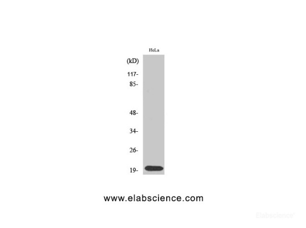 SRSF3 Polyclonal Antibody (E-AB-32966)
