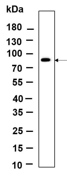 Recombinant IRAK-1 Monoclonal Antibody (AN301174L)