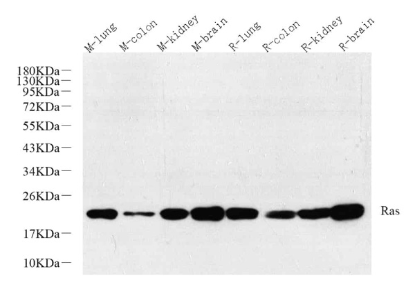 N/H/K-Ras Polyclonal Antibody (E-AB-70313)