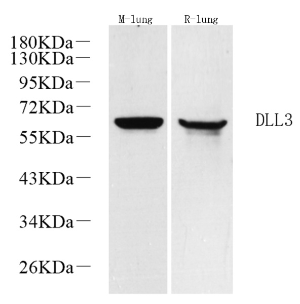 DLL3 Polyclonal Antibody (E-AB-70189)