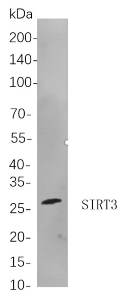 Recombinant SIRT3 Monoclonal Antibody (AN300974L)