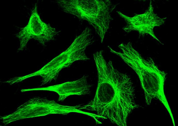 Recombinant MID1IP1 Monoclonal Antibody (AN300128P)