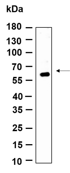 Recombinant GMEB1 Monoclonal Antibody (AN301212L)