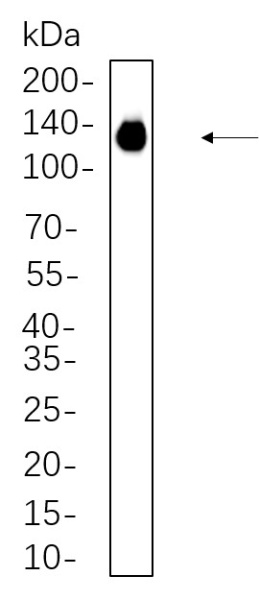 Recombinant PI3-Kinase p110α Monoclonal Antibody (AN301301L)