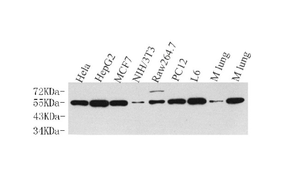 Cyclin B1 Polyclonal Antibody (E-AB-70114)