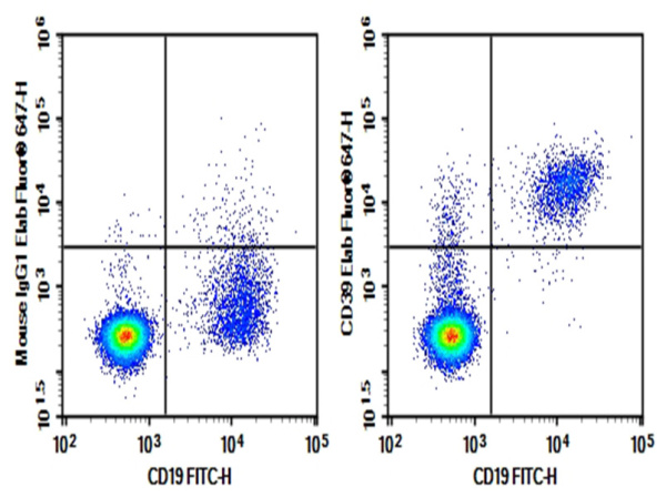 Purified Anti-Human CD39 Antibody[A1] (E-AB-F11650P)