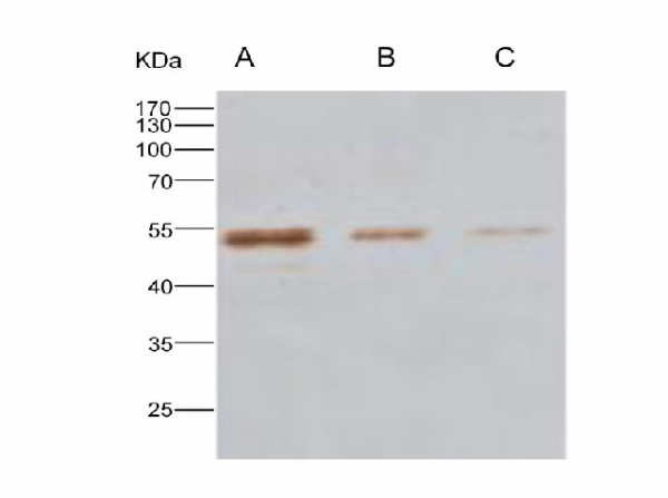 Anti-MERS-CoV Nucleocapsid Monoclonal Antibody (E-AB-V1281)