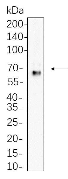 Recombinant Yes1 Monoclonal Antibody (AN300634L)