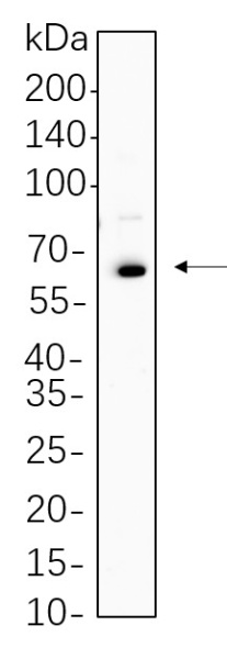 Recombinant Oct-2 Monoclonal Antibody (AN300796L)