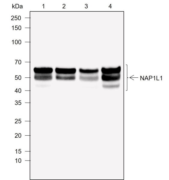 Recombinant NAP1L1 Monoclonal Antibody (AN302039L)