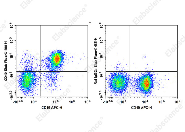 Elab Fluor® 488 Anti-Mouse CD40 Antibody[FGK4.5/FGK45] (E-AB-F1028L)