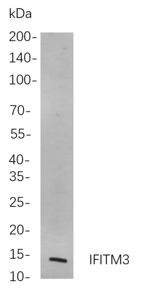 Recombinant IFITM3 Monoclonal Antibody (AN301082L)