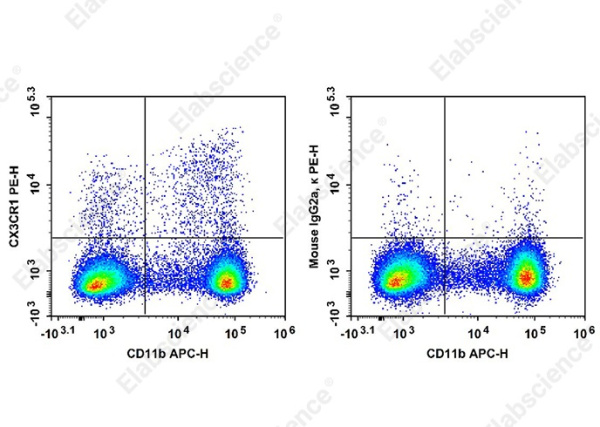 PE Anti-Mouse CX3CR1 Antibody[SA011F11] (AN01022D)