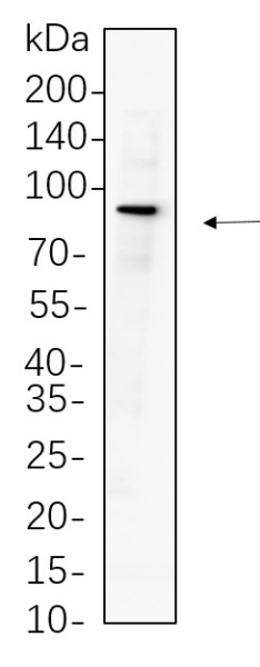 Recombinant Mitofusin-2 Monoclonal Antibody (AN301346L)