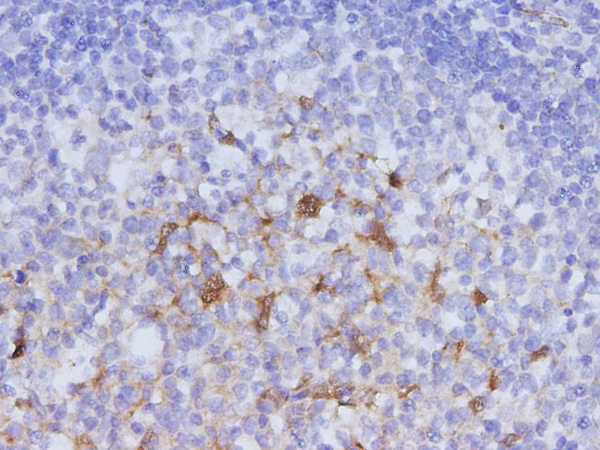 IDO1 Polyclonal Antibody (D-AB-10451L)