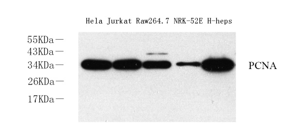 PCNA Polyclonal Antibody (E-AB-70004)