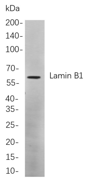 Recombinant Lamin B1 Monoclonal Antibody (AN301039L)