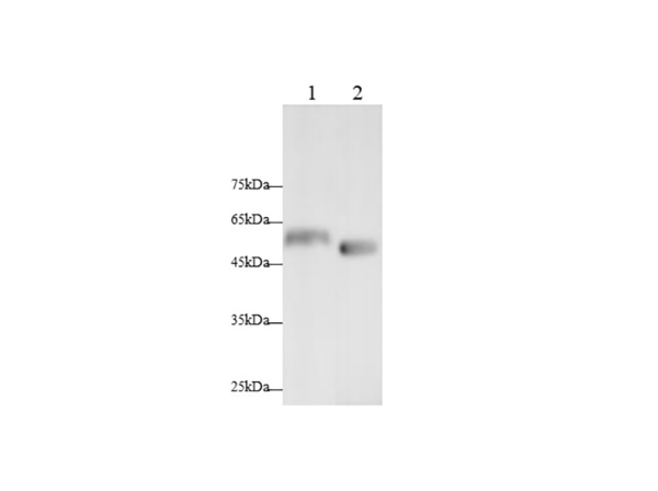 PDK4 Polyclonal Antibody (AN006800L)