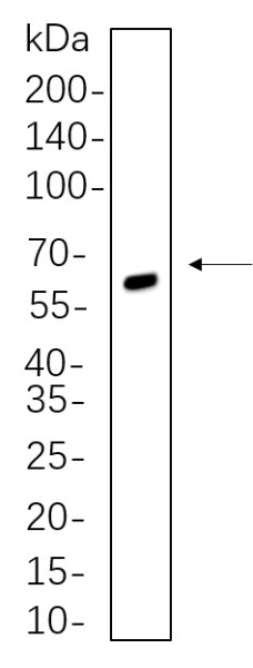 Recombinant SOX10 Monoclonal Antibody (AN300714L)