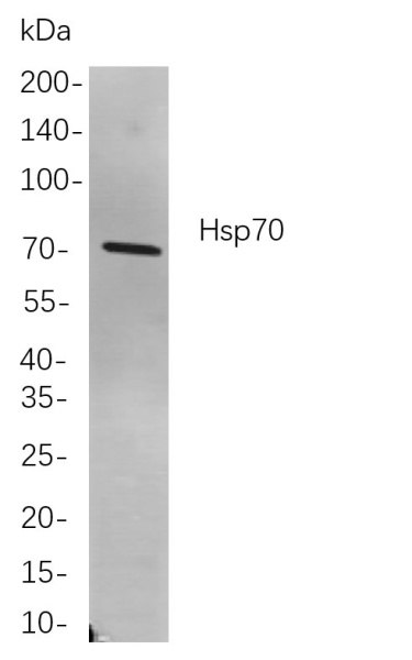 Recombinant Hsp70 Monoclonal Antibody (AN301055L)