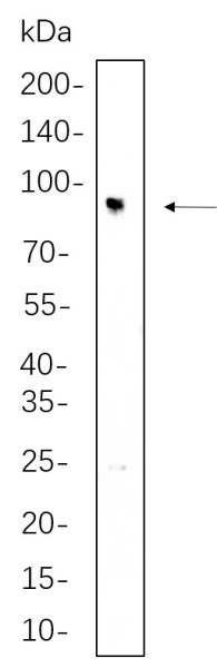 Recombinant IFT88 Monoclonal Antibody (AN300706L)