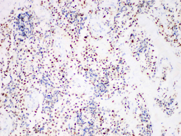 Myogenin Monoclonal Antibody (ELAB6129-M)