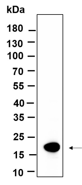 Recombinant Histone H3 (Mono Methyl Lys9) Monoclonal Antibody (AN301161L)