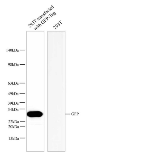 GFP Monoclonal Antibody (E-AB-48043)