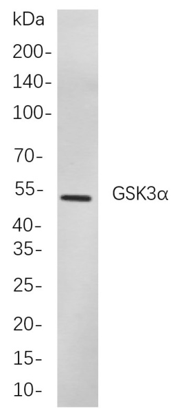 Recombinant GSK3α Monoclonal Antibody (AN300947L)