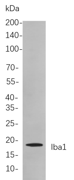 Recombinant Iba1 Monoclonal Antibody (AN300998L)