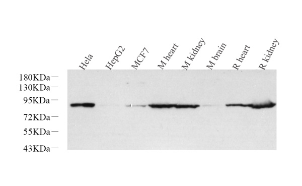 Glucocorticoid Receptor Polyclonal Antibody (E-AB-70157)